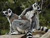 Dv poloopice Lemur kata